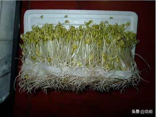 豆芽的存储方法有哪些