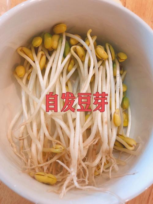 豆芽对健康的好处