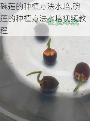 碗莲的种植方法水培,碗莲的种植方法水培视频教程